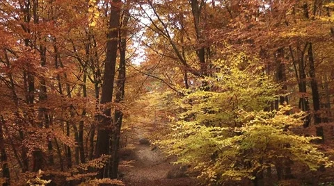 Autumn in the forest Stock Footage 44809079