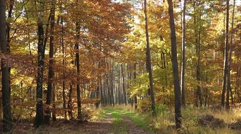 Autumn in the forest Stock Footage 44809168