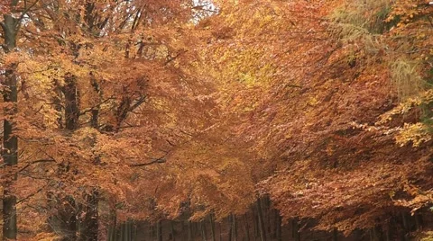 Autumn in the forest Stock Footage 44809233