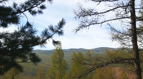 Autumn Forest Видео 46732872