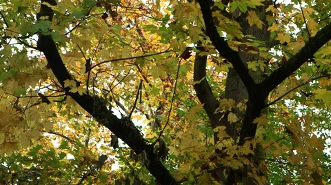 Autumn forest Stock Footage 48455715