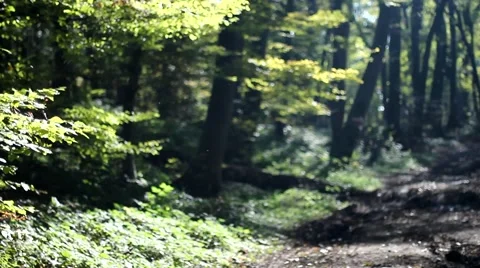 Autumn Forest Video stock 53898955