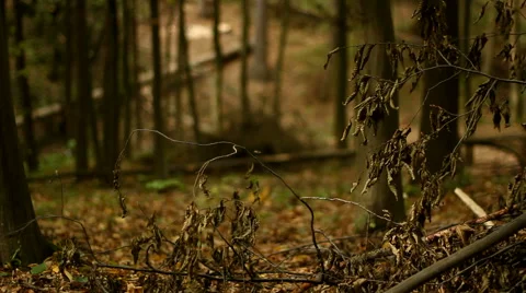 Autumn Forest  Stock-Footage 56444872