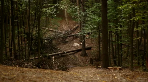 Autumn Forest  Stock Footage 56444944