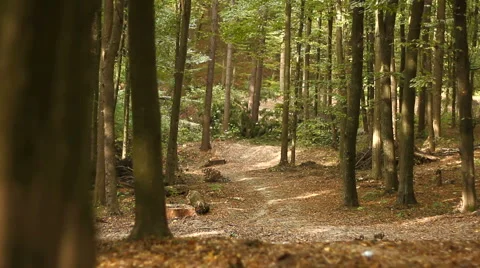 Autumn Forest  Stock-Footage 56445229