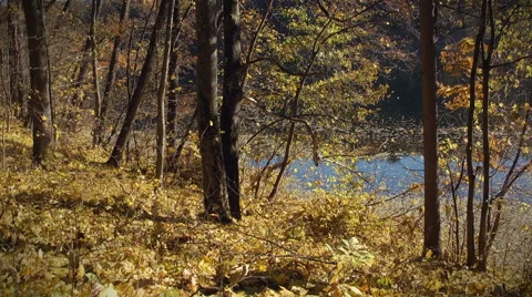 Autumn in forest Video stock 56473938