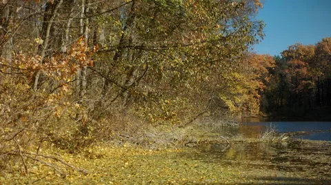 Autumn in forest Video stock 56551442