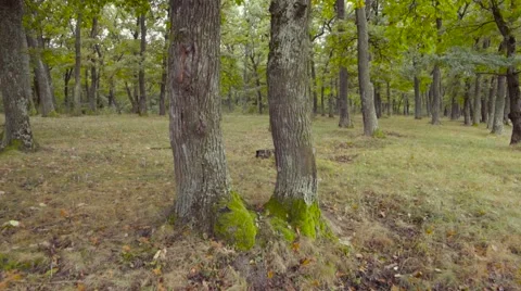 Autumn forest Stock Footage 58934393