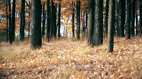 Autumn in a forest Stock Footage 66813760