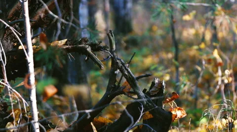 Autumn forest Stock Footage 68169586