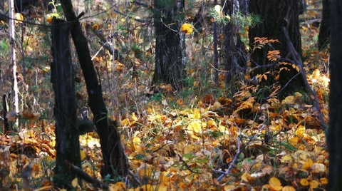 Autumn forest Stock Footage 68169687