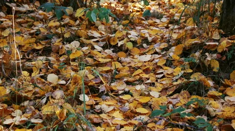 Autumn forest Stock Footage 68169712