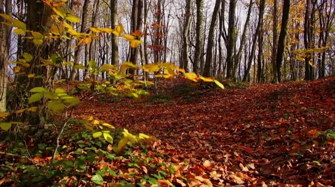 Autumn in the forest Stock Footage 69068743
