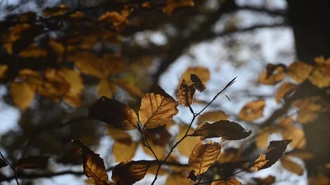 Autumn forest Video stock 75451926