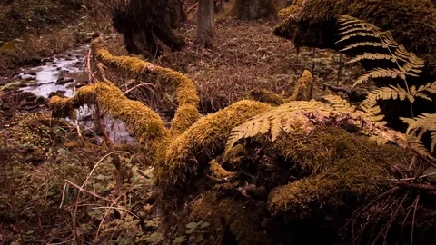 Autumn forest Video stock 75451932