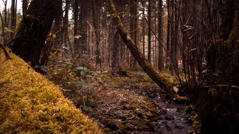 Autumn forest Video stock 75451938