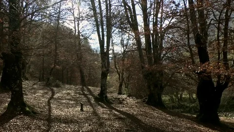 Autumn forest Video stock 75751005