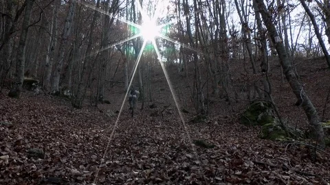 Autumn forest Video stock 75751186