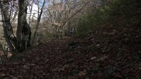 Autumn forest Stock Footage 75751239