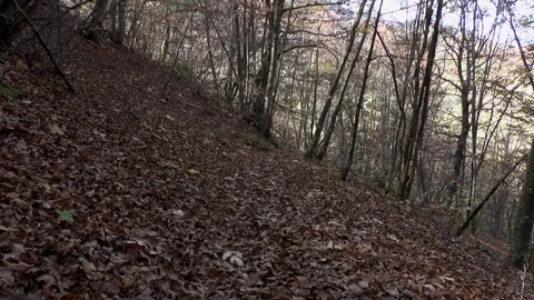 Autumn forest Stock Footage 75751865