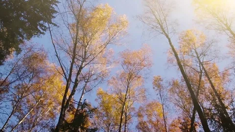 Autumn Forest Stock Footage 77341474