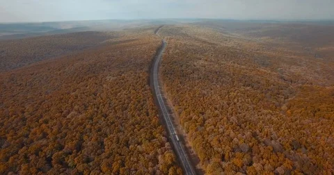 Autumn forest  Stock Footage 77533624