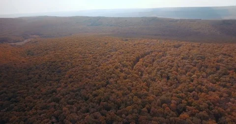 Autumn forest Stock Footage 77533708