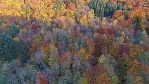 Autumn forest Stock Footage 78804133