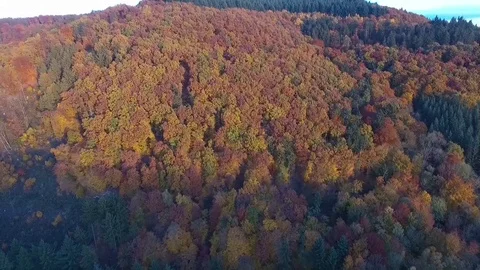 Autumn forest Stock Footage 78806074