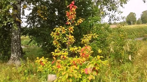 Autumn in the forest Stock Footage 79535422