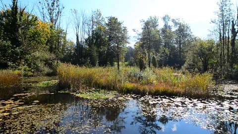 Autumn in the forest. Stock Footage 80419354