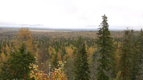 Autumn forest Stock Footage 80938663