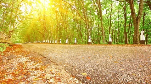 Autumn forest Stock Footage 80942049