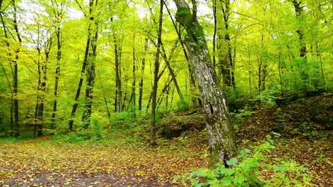 Autumn in the forest Stock Footage 81025902