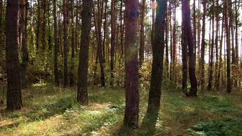 Autumn forest Stock Footage 81271675