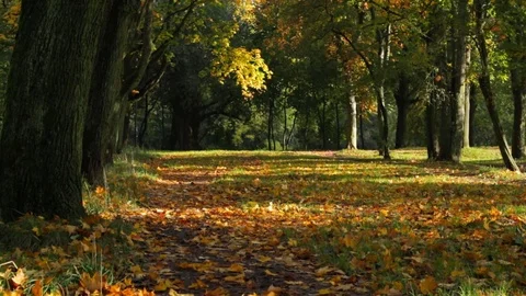 Autumn forest Video stock 81492048