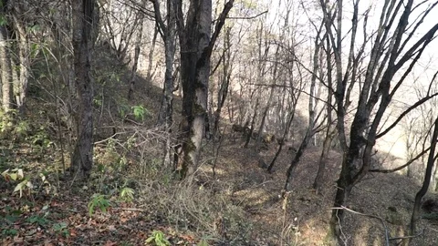 Autumn forest Stock Footage 82474348