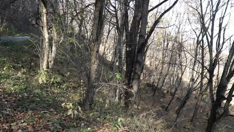 Autumn forest Stock Footage 82474353