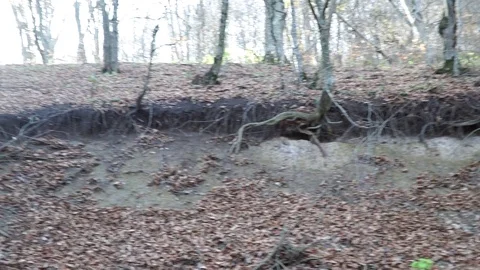 Autumn forest Stock Footage 82474369