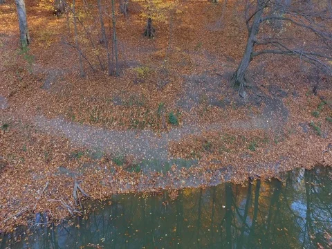 Autumn in a forest Stock Footage 83097929
