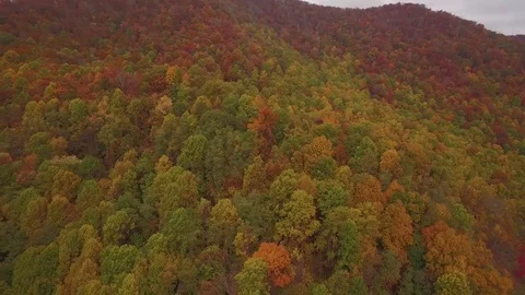 Autumn Forest Stock Footage 84262555