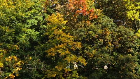 Autumn forest Stock Footage 85016250