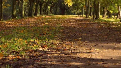 Autumn forest 库存影片 85166667