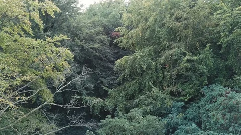 Autumn in Forest Stockbeeldmateriaal 95205459