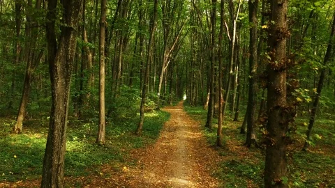 Autumn forest Stock Footage 95817082