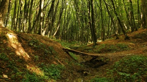 Autumn forest Stock Footage 95817118
