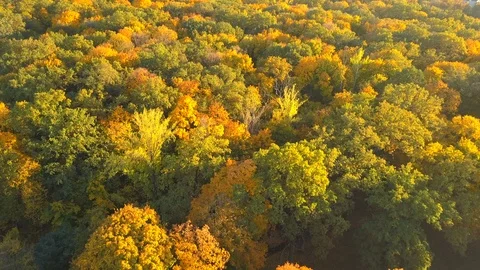 Autumn forest Stock Footage 96320967