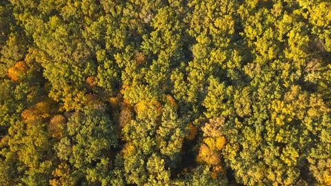 Autumn forest Stock Footage 96323603