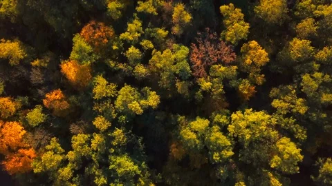 Autumn forest Stock Footage 96326627