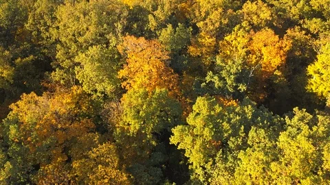 Autumn forest Stock Footage 96327613